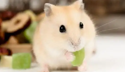 仓鼠是否可以吃坚果，大家知道吗？