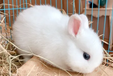 侏儒海棠兔能活多久？好饲养吗？