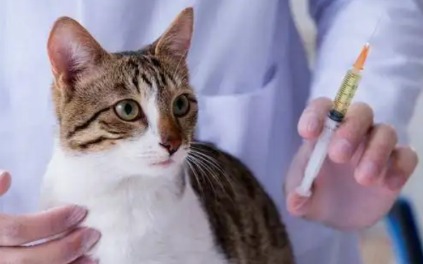 每日一问：猫冠状病毒应该怎么治疗？