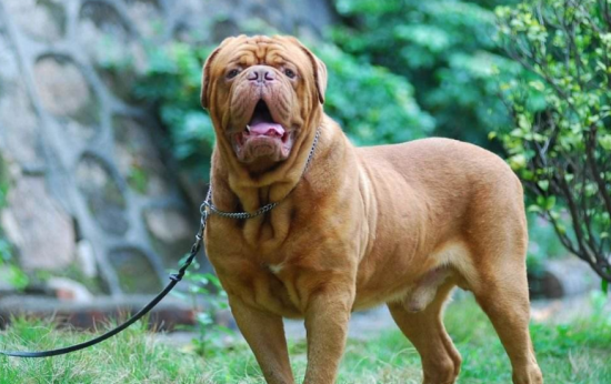 波尔多犬的挑选指南，了解一下