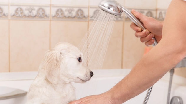 狗狗洗澡需要注意点什么？这些事情，你都知道吗
