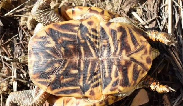 面临濒危的卡罗莱纳箱龟，你们了解吗？