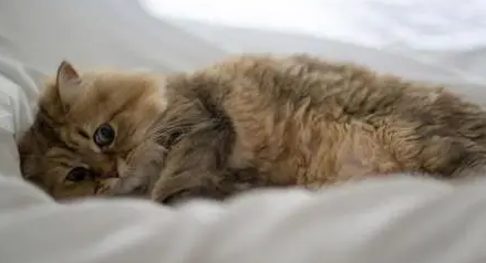 猫咪喜欢睡猫窝？其实，在这三个地方睡觉，才是猫咪的最爱！