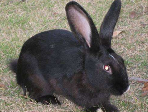 一种全身乌黑发亮的兔子——中华黑兔