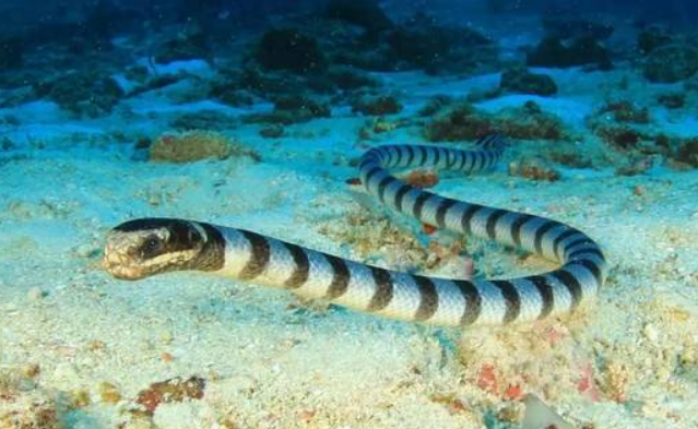 喜爱潜水的朋友请注意，裂须海蛇可能致命