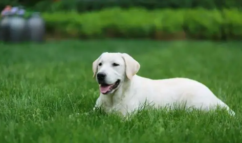 拉布拉多寻回犬吐粘液，肚子咕咕叫？这些问题，主人要注意！