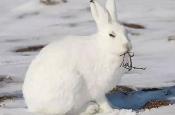 北极兔吃草吗？来看看这篇文章