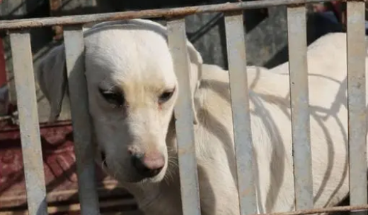 新买的小狗要在笼子里关七天是什么原因？