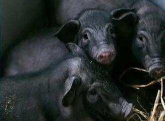 贵州有名的优质地方猪种——白洗猪