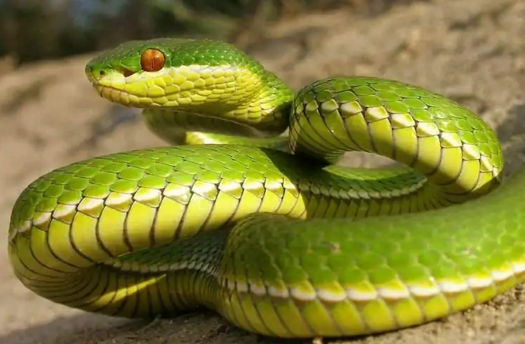 美丽的外表下隐藏着不为人知的危险——西藏竹叶青蛇