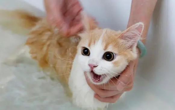 猫中暑可以洗澡吗？来这里看看吧~