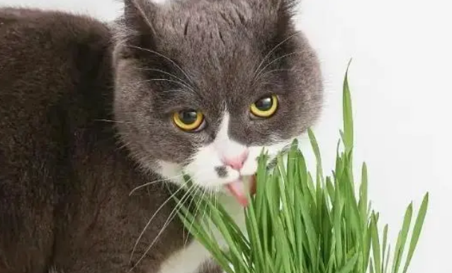 你给猫咪喂食过猫草吗？有经验的人，都知道有这4个好处