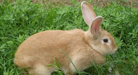 有关虎皮黄兔繁殖方面的知识，大家了解多少？