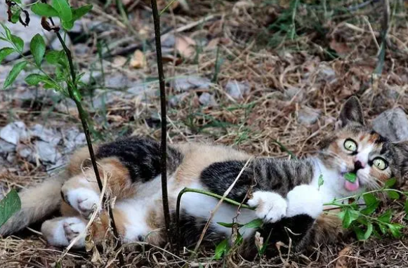 猫草对猫咪有什么益处？除猫草外还有哪些植物不能给猫咪食用？