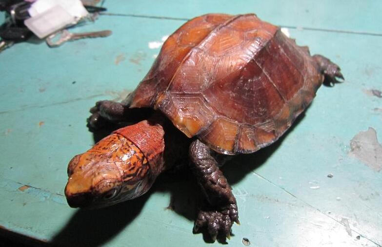 你们知道八角龟可以长多大吗？