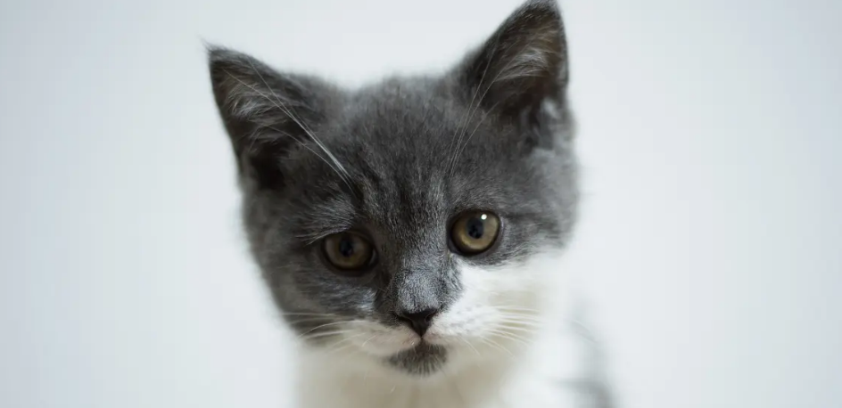 猫耳螨会不会传染给人?