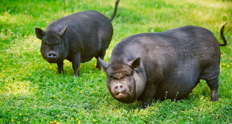 新手必看：越南大肚猪怎么养？
