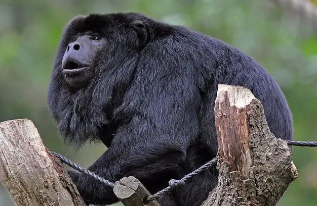 想知道黑吼猴是保护动物吗？快来看看这篇文章！