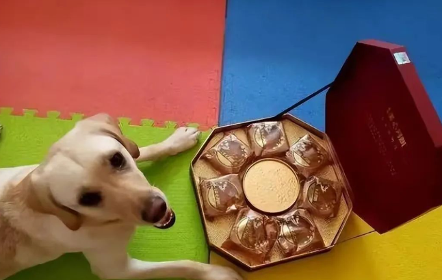 六只田园犬误食月饼集体打吊针，狗狗食物不容忽视。