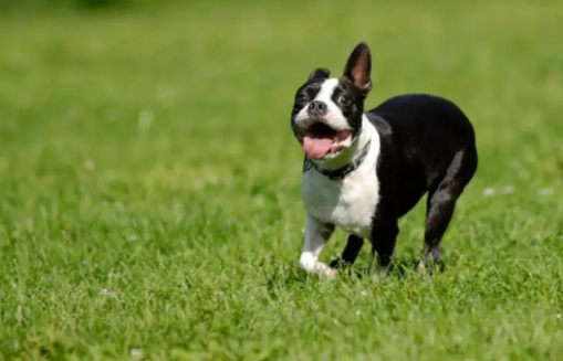 如果想养一只波士顿梗犬，请先了解它的缺点！