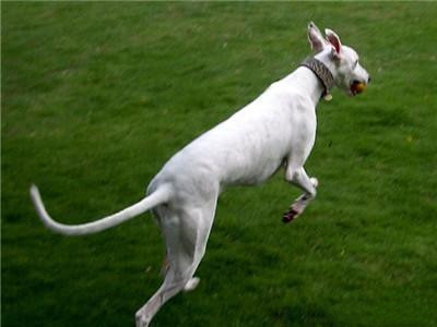 在挑选马扎尔犬时，除了“大长腿”还有几点要注意