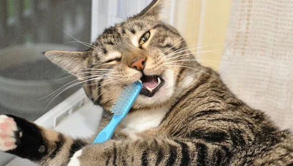 只吃猫粮的猫要不要刷牙？答案是“要”