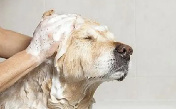 如何正确的给狗狗洗澡？来注意这5个细节