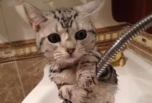 猫咪体内外驱虫与疫苗洗澡—新手养猫必学手册