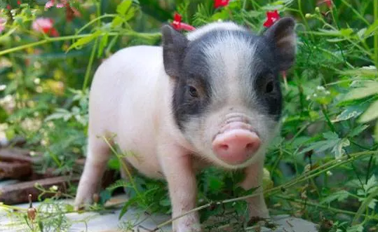 快来看看：巴马香猪和陆川香猪有什么区别？