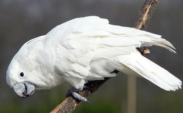 白凤头鹦鹉是什么品种的？来get一下吧