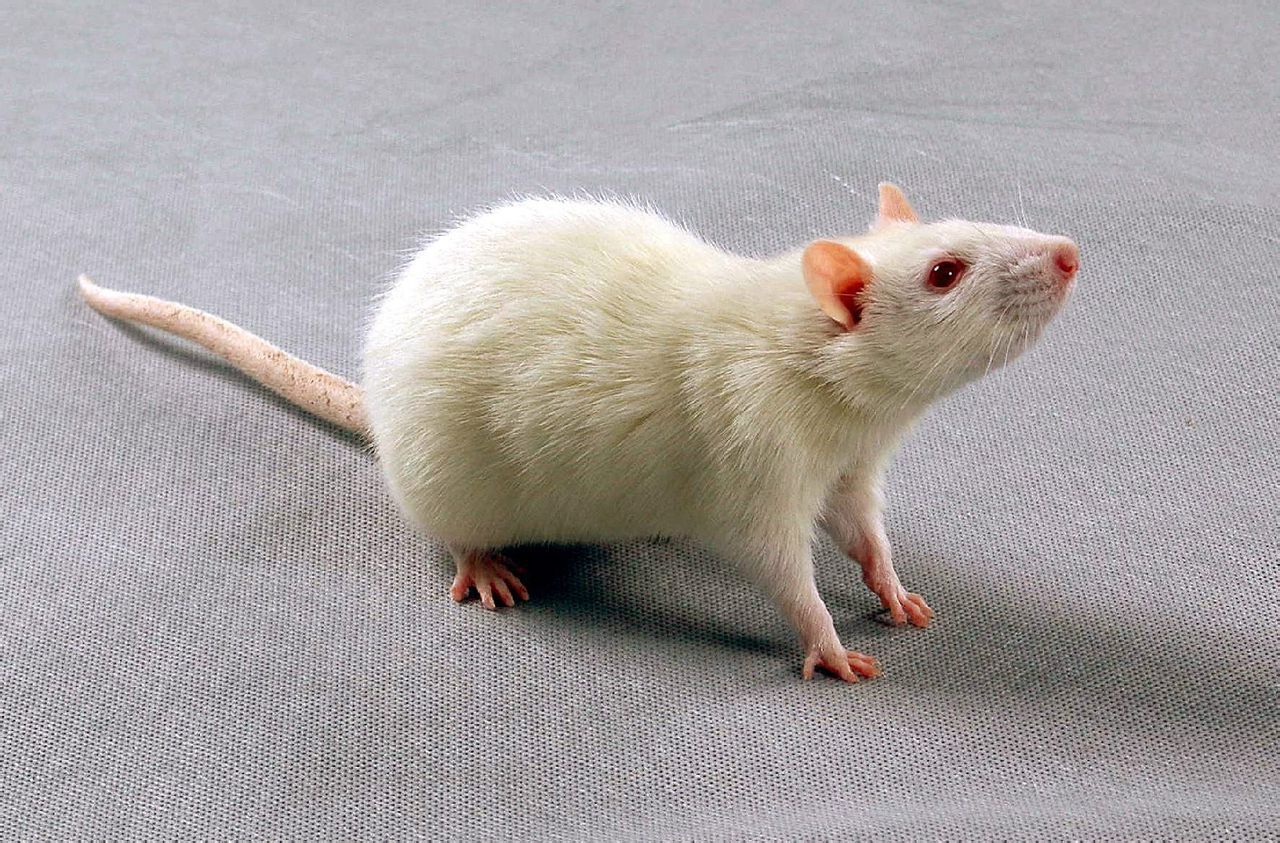 “久居”实验室的大鼠，一起来认识认识吧！