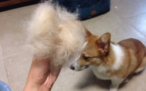 柯基犬掉毛，解决办法get一下~