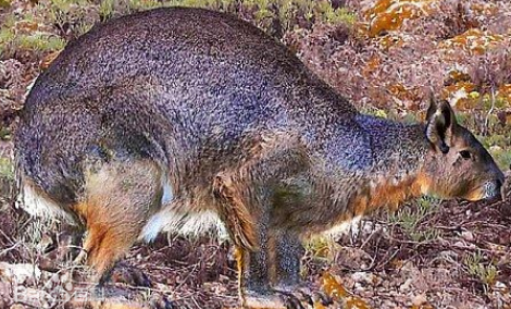 最大的兔类米诺卡岛兔王吃什么呢？看过来