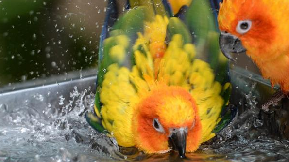 折衷鹦鹉可不可以洗澡？需要注意哪些事项？