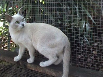 想买一只东奇尼猫饲养？你对它了解多少