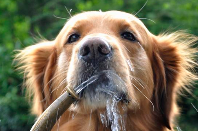 每日科普：狗10小时不喝水有事吗？