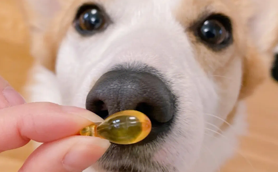 狗狗吃鱼油一天多少量？这篇文章告诉你