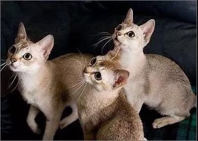 体型最小的猫 你听说过“阴沟猫”吗？体型最小的猫 你听说过“阴沟猫”吗？
