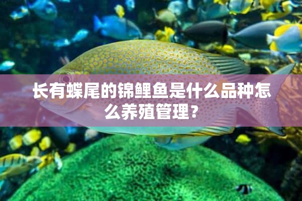 长有蝶尾的锦鲤鱼是什么品种怎么养殖管理？