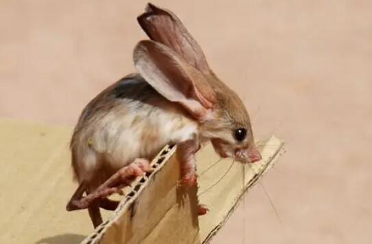 濒临灭绝的长耳跳鼠喜欢吃什么？我来告诉你答案！