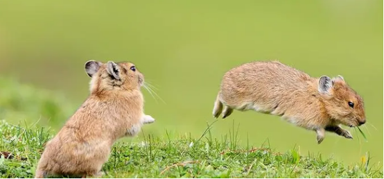 高原鼠兔的自然寿命有多长，这篇文章里有答案！