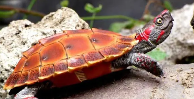 刺山龟饲养技巧是啥？饲养者来学习学习！
