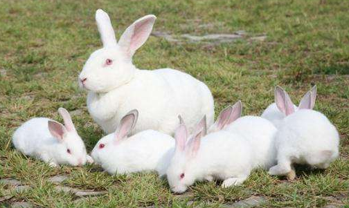 大耳白兔一般不会咬人的，除非感受到威胁
