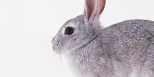 养宠科普：巨型金吉拉兔多少钱一只？