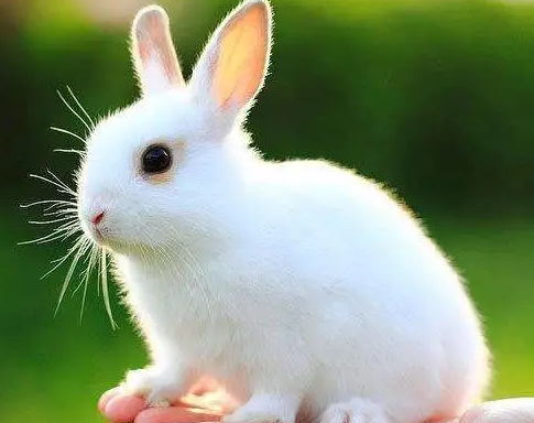 今日科普：中国白兔每天吃多少兔粮