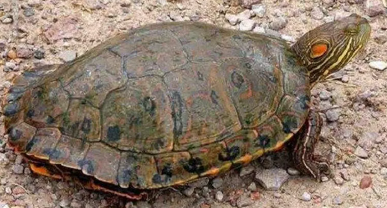 牙买加彩龟是水龟吗？看了就清楚了