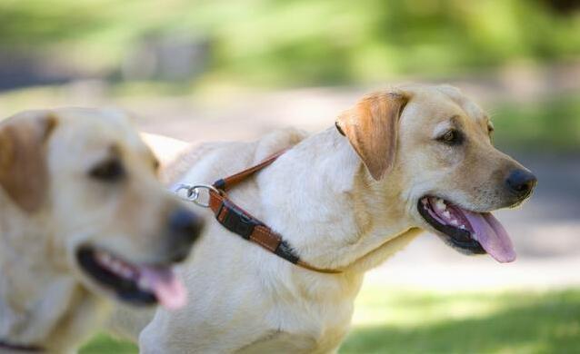 训练拉布拉多寻回犬，掌握这几个训练步骤就行！