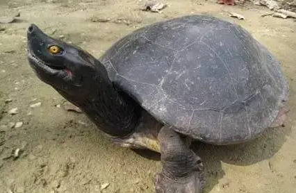西瓜龟吃什么？想养的看看！
