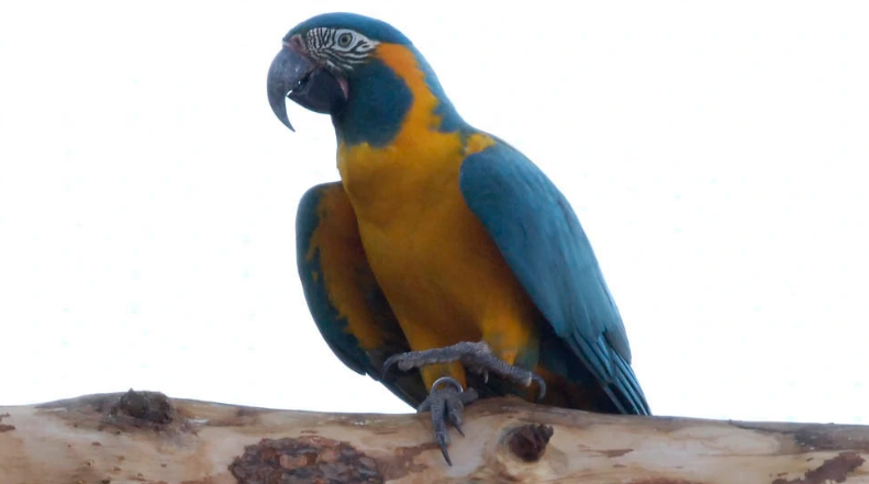 关于蓝喉金刚鹦鹉的信息，你了解多少？