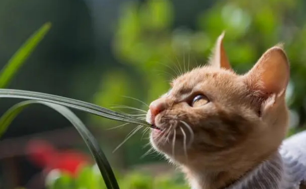 如何正确使用猫草呢？